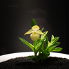 世界らん展2025ー花と緑の祭典ー