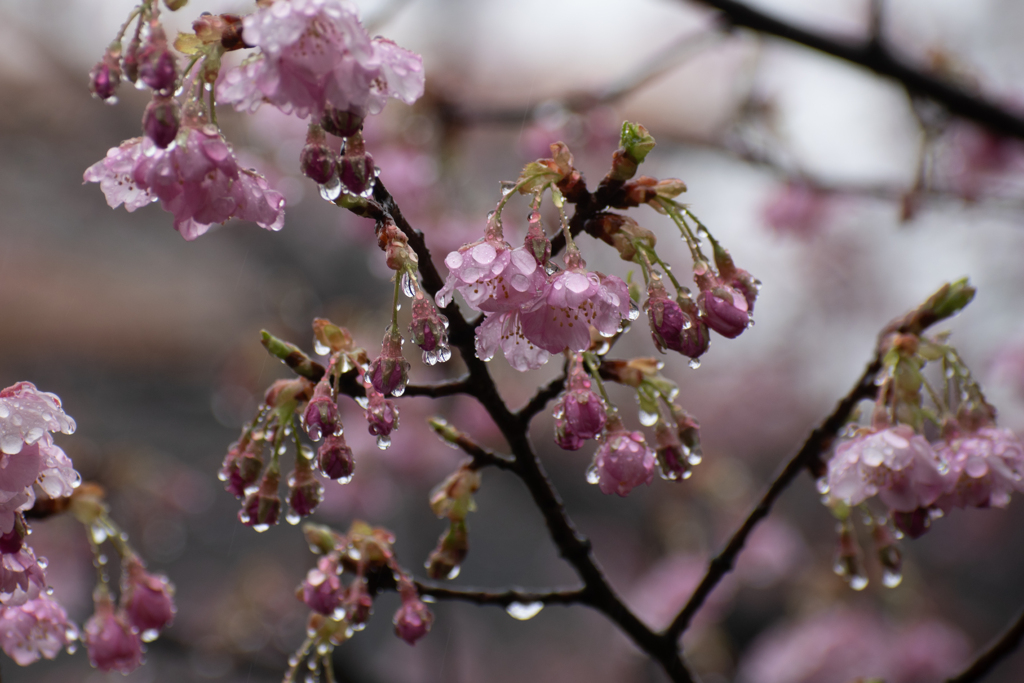 ガラスの花