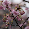 ガラスの花