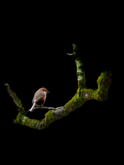 苔木百舌鳥絵図