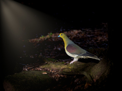 Suspicious Green Pigeon