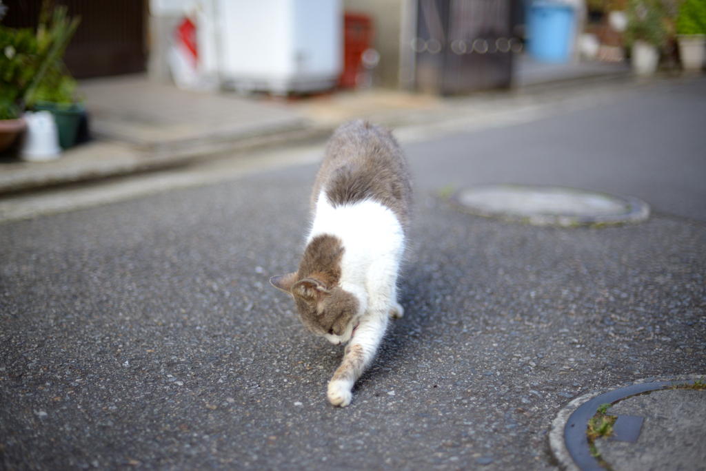 路地裏ねこさん