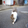 路地裏ねこさん