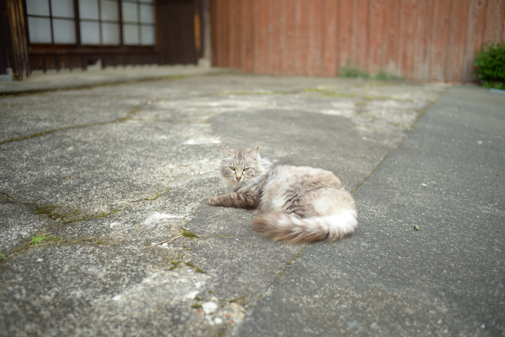 気品高き…ねこ