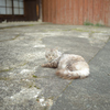 気品高き…ねこ