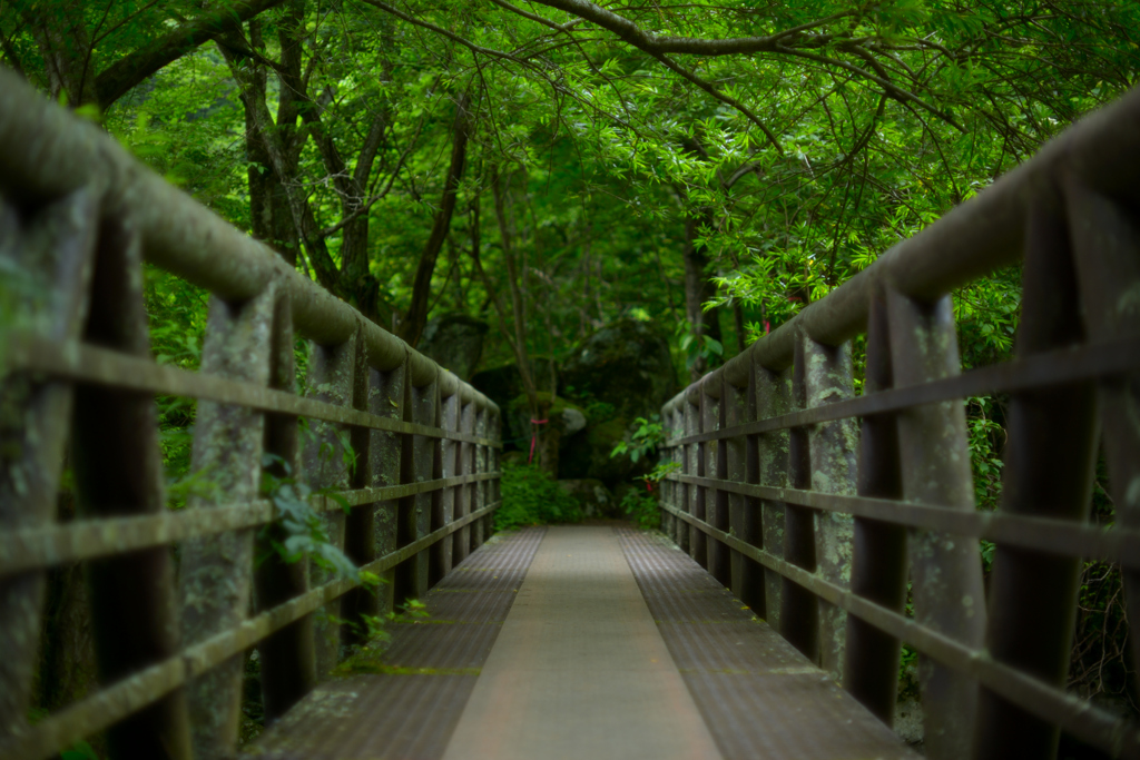 吊橋に吸い寄せられて (吐竜の滝)
