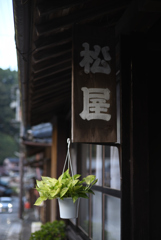観葉植物