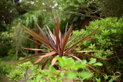 草