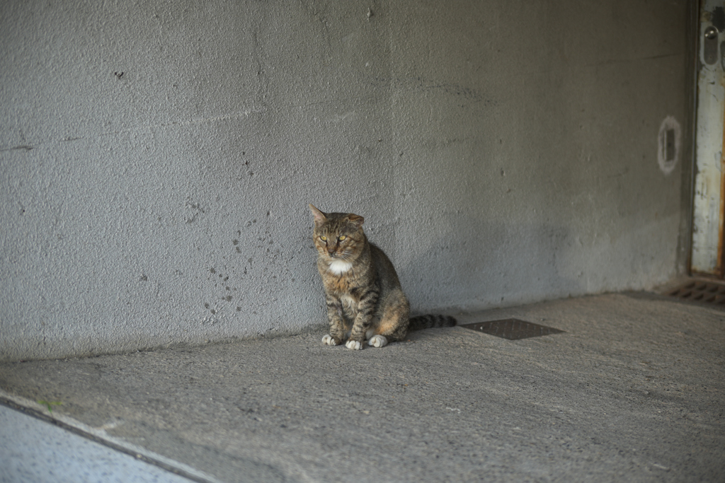 ねこちゃん