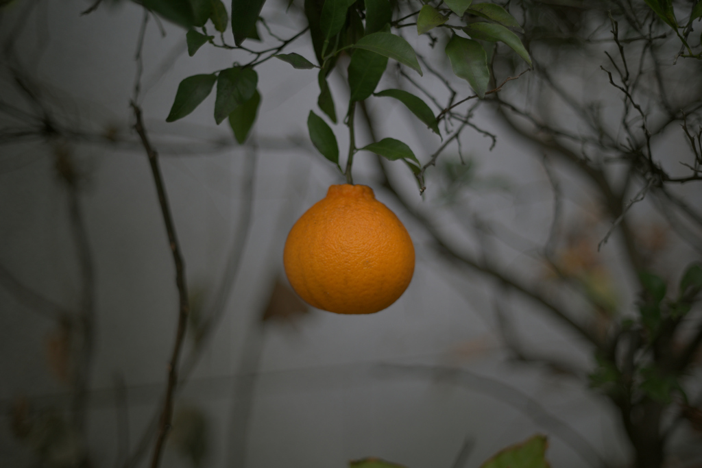 ぽつんとみかん