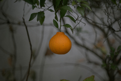 ぽつんとみかん