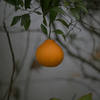 ぽつんとみかん