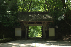 新緑(香積寺)