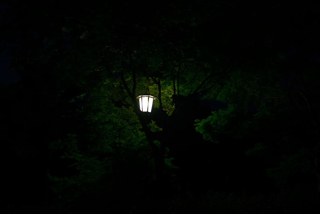 夜の木洩れ日