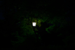 夜の木洩れ日