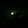 夜の木洩れ日