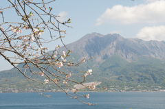 サクラ島