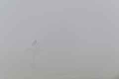 Misty Morning
