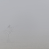 Misty Morning