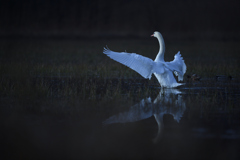 Twilight Waltz