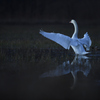 Twilight Waltz