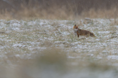 Snowflakes in Motion