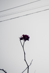 冬の花