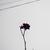 冬の花