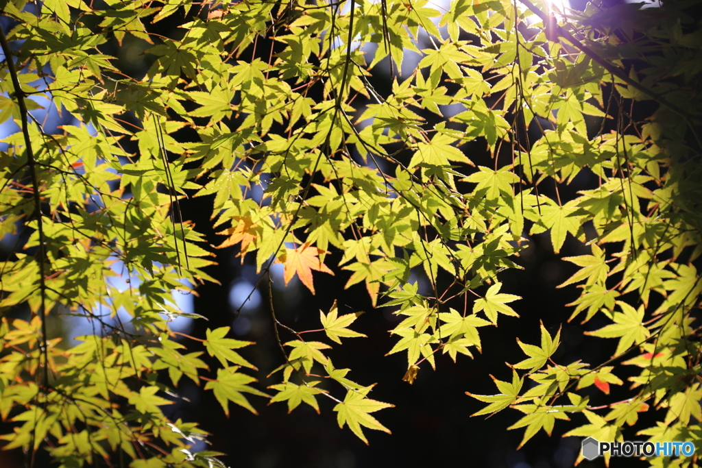 紅葉