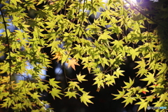 紅葉