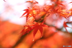 紅葉