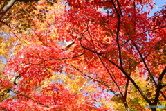 紅葉