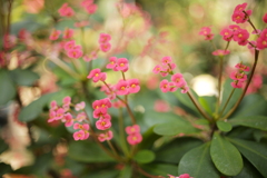 小花