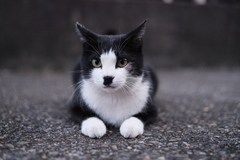 黒白の王子