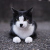黒白の王子