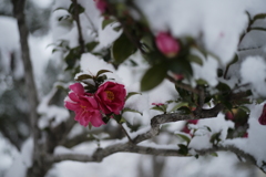 茶梅雪化粧