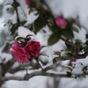 茶梅雪化粧