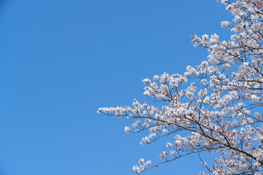 桜と青空