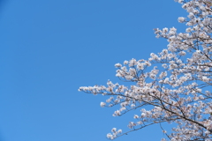 桜と青空