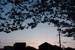 夕方桜スナップ②