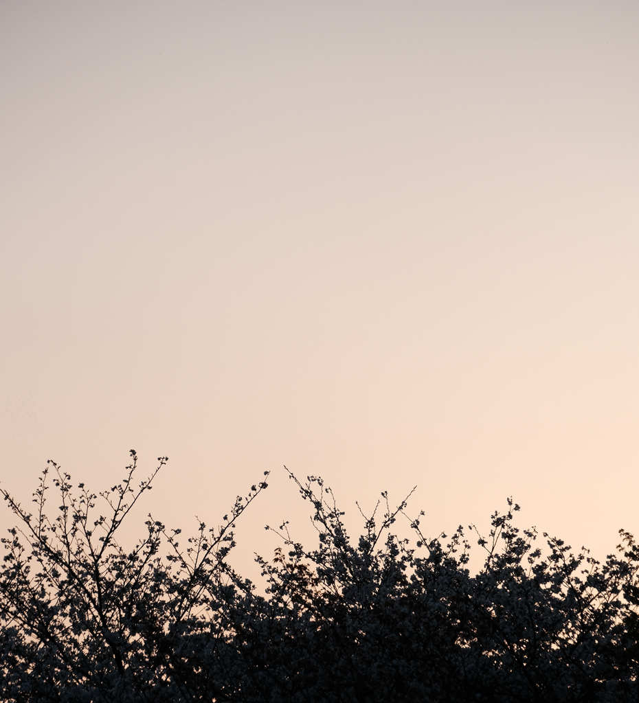 夕方桜スナップ①