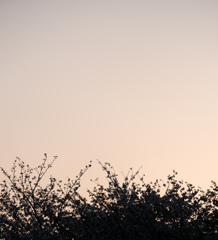 夕方桜スナップ①