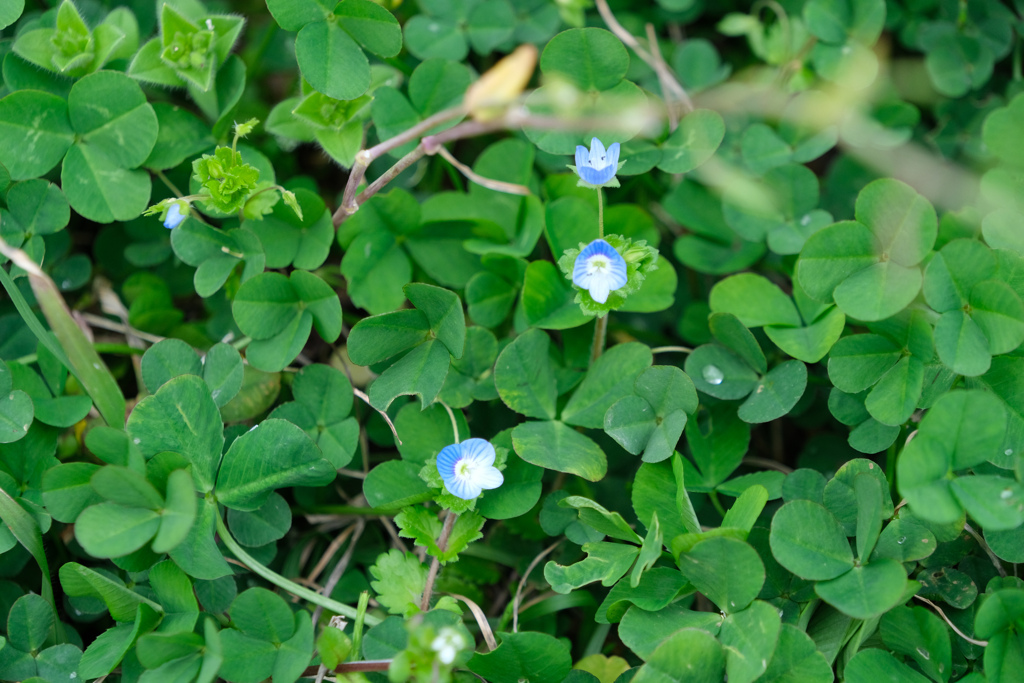 雨上がりの後の翠