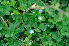 雨上がりの後の翠