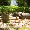 初夏の公園