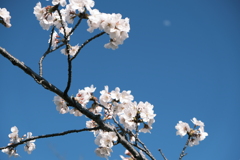 桜と月