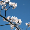 桜と月