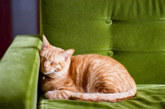 ソファと猫