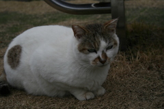 地域のボス
