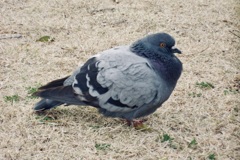 丸いハト